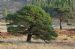 Caledonian Scots Pine (pinus sylvestris), Glen Cannich, Inverness-shire, Scotland