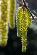 Hazelnut Catkins (Corylus avellana), Black Isle, Scotland.