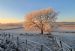 Hoar Frosted Ash Tree, Black Isle, Scotland (Fraxinus excelsior)