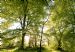 Beech Trees (Fagus sylvatica) in Spring, Black Isle, Scotland