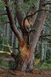 Mature Scots Pine, Loch Garten, Scotland