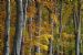 Avenue of Beech Trees in Autumn Colour, near Munlochy, Black Isle, Scotland