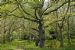 Beech Tree (Fagus sylvatica) at Cawdor, near Nairn, Scotland