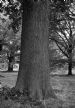English Oak (Quercus rober), Kew Gardens, London