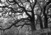 Oak Trees (Quercus Petraea), Golspie Burn, Sutherland, Scotland