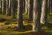 Scots Pine (Pinus sylvestris), Loch Garten.