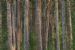 Scots Pine (Pinus Sylvestris), Loch Garten, Scotland