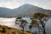 Scots Pine (Pinus Sylvestris), Loch Quoich.