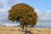 Beech Trees (Fagus Sylvatica) on farm road, in Autumn, Munlochy, Black Isle, Scotland