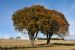 Pair of adjoining Beech Trees (Fagus Sylvatica), Roskill Farm, Munlochy, Black Isle, Scotland