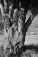 Trunk of mature Beech Tree (Fagus Sylvatica), Munlochy, Black Isle, Scotland