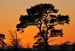 Trees in Silhouette (Scots Pine), Springfield, Black Isle, Scotland.
