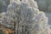 Hoar Frosted Silver Birch (Betula pendula), Glen Glass, Ross-shire, Scotland