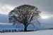 Beech Tree (Fagus Sylvatica) in Silhouette, Cullicudden, Black Isle