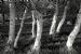 Silver Birch (Betula pendula), Ferintosh, Black Isle