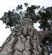 Magnificent but unidentified Pine near Royal Crescent, Bath