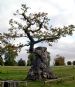 Ancient derelict English Oak (Quercus Robur) in the grounds of Castle Howard, York