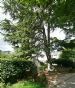 Atlas Cedar (Cedrus Atlantica) beside Achterneed road, near Strathpeffer, Ross & Cromarty