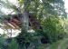 300 year old Beech and Sweet Chestnut propping up rather ugly shed near Avoch