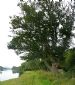 Fine old Oak (Quercus Robur) on the banks of the River Conon, at Brahan Estate