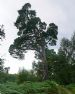 Battered but unbowed Scots Pine (Pinus sylvestris) at Brahan Estate beside the River Conon in Easter Ross