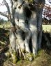 Very fine Beech bole near Culbo on the Black Isle