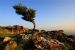 Shaped by the wind - Hawthorn (Crataegus) on Dartmoor, Devon