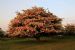 Sunset Blossoms - Hawthorn (Crataegus) in full blossom