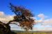 Hawthorn in Autumn
