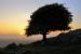 Hawthorn Sunset