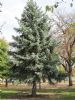 White Spruce, Rochester Minnesota