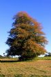 Oak Tree in Autumn, at Saltram House, Plymouth