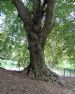 Fine old Beech Tree (Fagus Sylvatica) in Bath