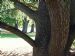 Fissured bark of a fine Atlantic Cedar in Victoria Park, Bath