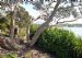Eucalyptus (Blue Gum) at Inverewe Garden NTS, Easter Ross