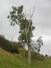 'The Lightning Tree' - lightning damaged Ash (Fraxinus excelsior) near Cromarty, Easter Ross