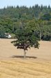 A lone Oak Tree in the middle of a wheat field during harvest