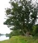 Fine old Oak Tree on the banks of the River Conon, Maryburgh, Ross & Cromarty
