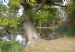 Old Oak (Quercus Robur) on the bank of the Great Lake at Castle Howard