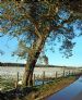 Veteran Scots Pine (Pinus sylvestris) near Raddery, Black Iszle, Ross & Cromarty