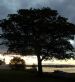 Sycamore (Acer pseudoplatanus) at Sunset, Cromarty, Easter Ross