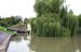 Splendid Weeping Willow on the Kennet and Avon Canal, Bath