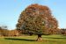 Autumn Oak At Saltram Park, Plymouth
