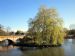 Willow in Stratford-Upon-Avon