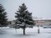 Evergreen in Wyoming, Minnesota